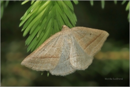<p>KROPENATEC HASIVKOVÝ (Petrophora chlorosata) Harta</p>